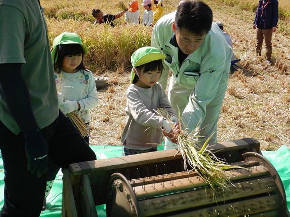 11月稲刈り