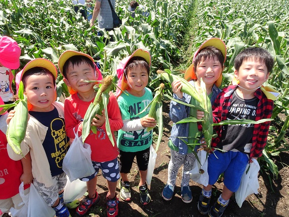 6月とうもろこし狩り