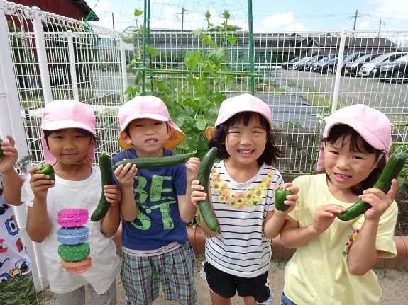 7月夏野菜収穫