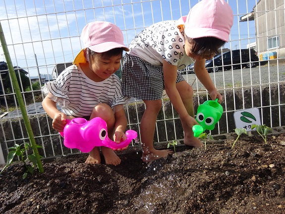 5月夏野菜植え