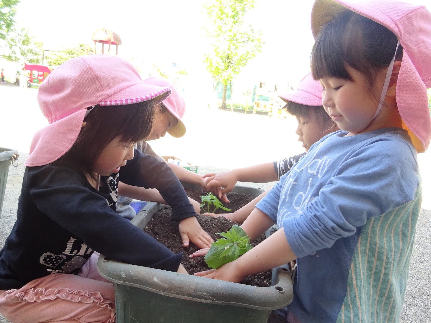 5月夏野菜植え